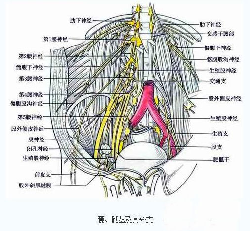 名称:腰骶神经分布级别:普通图片